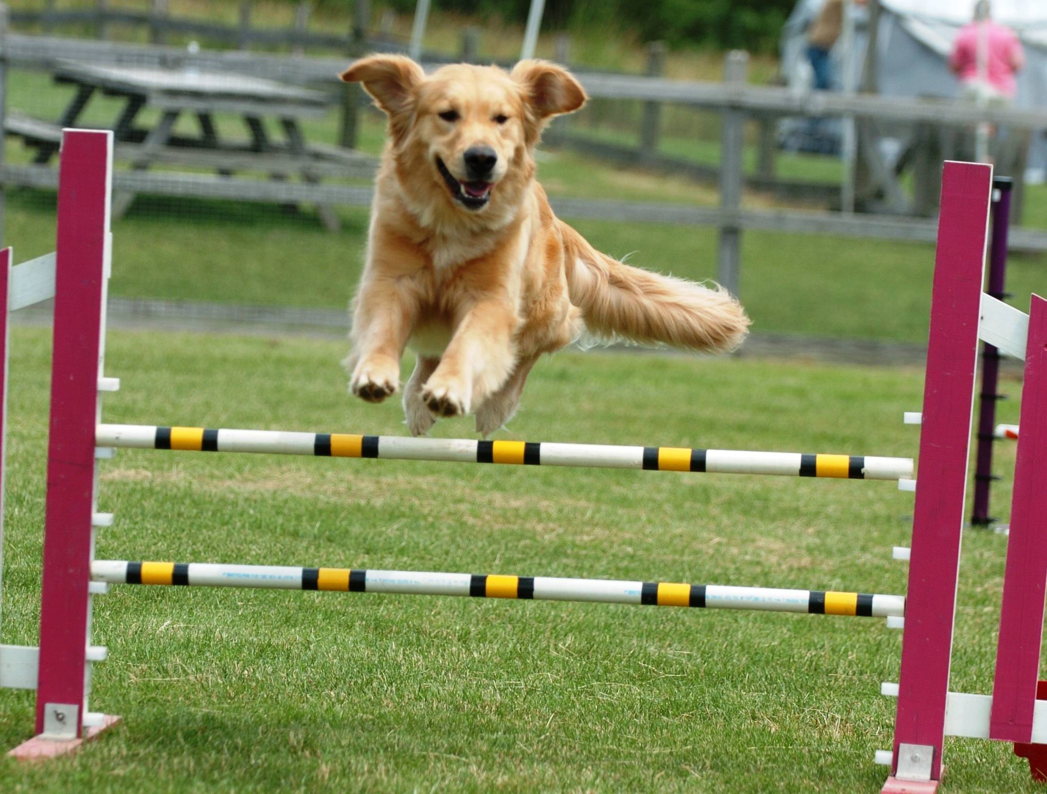 2015 Westminster Dog Show & Masters Agility Championship – Royal Canine Dog Training ...2150 x 1632